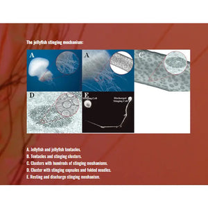 Safe Sea Anti-jellyfish Sting Protective Lotion | SPF50+ | Jellyfish & Sea Lice Prevention Sunscreen 防水母螫傷SPF50+防曬乳(海洋友善配方) - 遠野倉庫 Yuenye Warehouse
